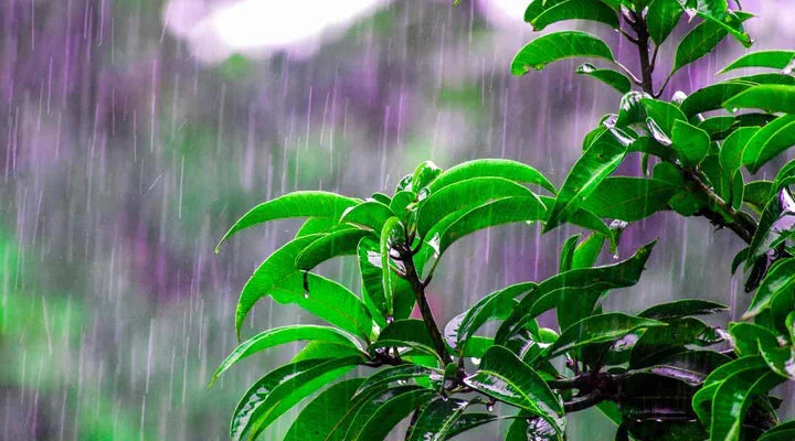 Are Heavy Monsoon Good For The Environment