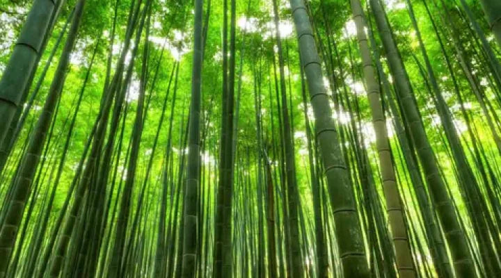 Bamboo vs Cotton: What’s the Difference & Which Fabric Is Better?