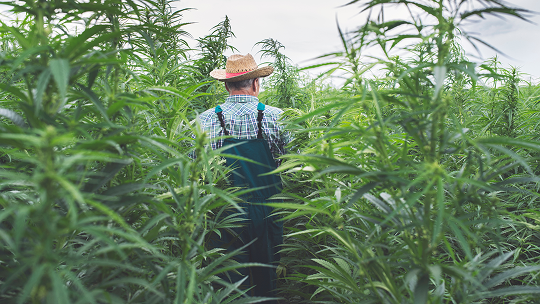 Hemp Fabric Production in India: A Sustainable Choice for Eco-Friendly Fashion