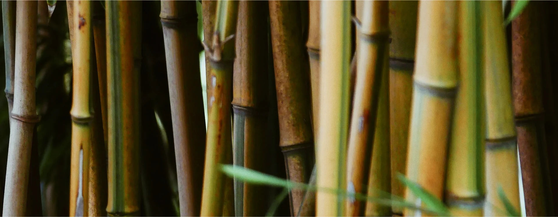 why_bamboo_baner_img.webp