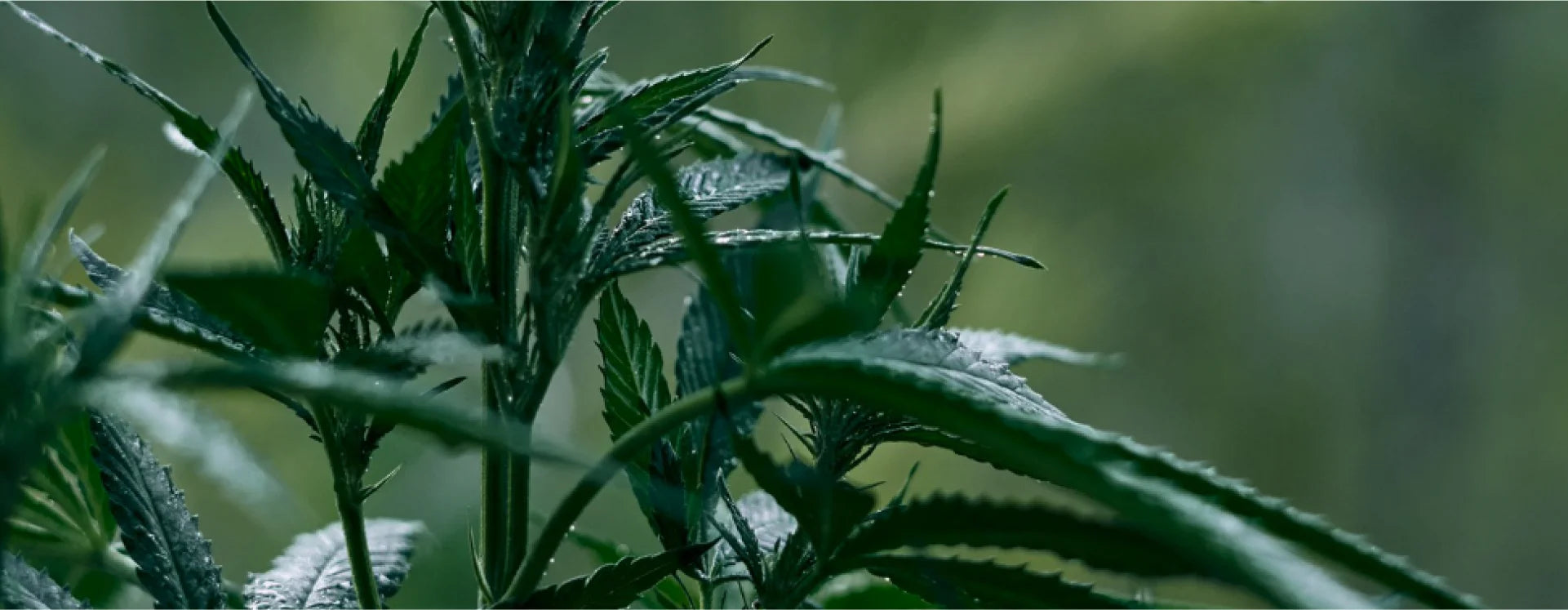 why_hemp_bg_img.webp